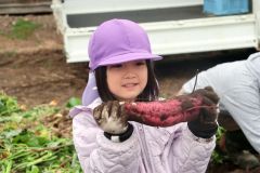 大きく育ったサツマイモを収穫した園児