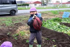 大きく育ったサツマイモを収穫する園児