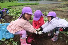 力を合わせてサツマイモを収穫する園児