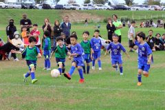 約５６０人の園児と児童　楽しくプレー　サッカーフェス２大会開催