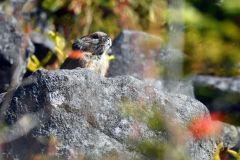 染まる秋　紅葉めでる　ナキウサギ