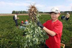落花生の収穫体験を楽しむ来場者（５日午前１１時５分ごろ、助川かおる通信員撮影）