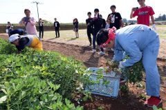 早採り選手権で素早く落花生をサヤから取る参加者（５日午前１０時４０分ごろ、芽室町上伏古・助川かおる通信員撮影）