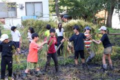 新得小５年生が稲刈りに汗　「早くおいしいご飯で食べたい」