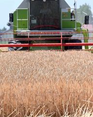 管内２５年産小麦２３万トン見込み、昨年比５・８％減で平年並み　ホクレン取り扱い量