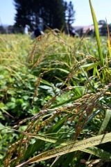 こうべを垂らし、黄金色に育った本別産の陸稲