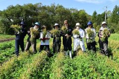 刈り取った陸稲を手にする高橋さん（右から４人目）ら本別陸稲研究会メンバー