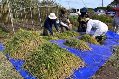 昔ながらの「はさ掛け」に取りかかる本別陸稲研究会メンバー