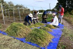 昔ながらの「はさ掛け」に取りかかる本別陸稲研究会メンバー