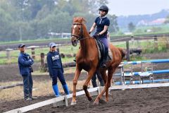 秋空の下、人馬一体で競技 秋季十勝地区馬術大会 4