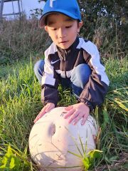 まるでバレーボール？真っ白な巨大キノコを芽室で発見～こぼれ話