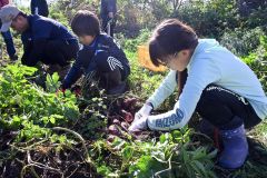 ジャガイモを掘り出す勇足小の児童