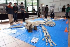 ナマズ料理屋台や骨格標本展示　にぎわう「畜大祭」　１２日も