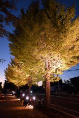 投光器を試験点灯してライトアップされたイチョウ並木