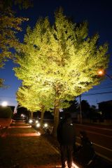 投光器を試験点灯してライトアップされたイチョウ並木