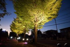 15日夜からイチョウ並木ライトアップ、今年で7回目 音更