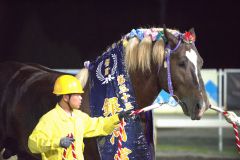 重賞レースの優勝馬も近くで見ることができる