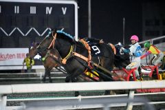 最前列では馬を間近で見ることができ、騎手のかけ声も聞こえてくる