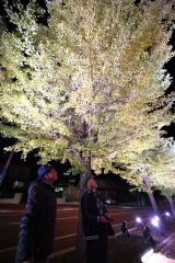 幻想的な色合いで照らされるイチョウ並木（１５日午後６時ごろ、木野北通で。須貝拓也撮影）