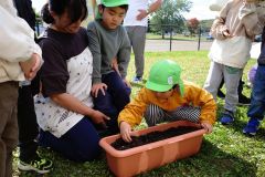 年長２４人がドングリを植えた