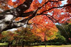鹿追の福原山荘　紅葉が見頃 2