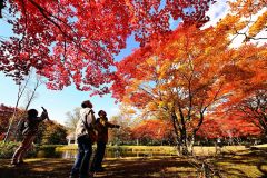カエデが紅葉のピークを迎えた福原山荘（１７日、塩原真撮影）