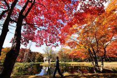 カエデが紅葉のピークを迎えた福原山荘（１７日、塩原真撮影）