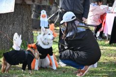 ハロウィーンの仮装大会に出場したペットたち