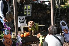 ハロウィーン仕様のフォトスポットで愛犬の写真を撮る参加者たち