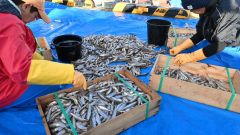 十勝港に水揚げされ、大きさ別に仕分けさされるシシャモ（２０日）
