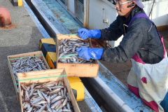 十勝港に水揚げされるシシャモ（２０日）