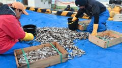 十勝港に水揚げされ、大きさ別に仕分けさされるシシャモ（２０日）