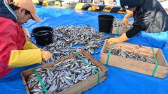 十勝港に水揚げされ、大きさ別に仕分けさされるシシャモ（２０日）