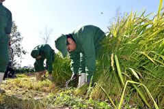 更別農業高校の畑で初めて行われた稲刈り