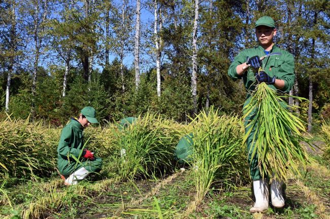 更別農業高校　畑のコメ初収穫　十勝で「陸稲」可能性探る