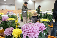 審査作品を会場に並べる帯広菊花同好会の会員ら