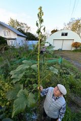 オクラぐんぐん3メートル 帯広の草野さん~こぼれ話