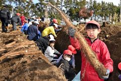 大きなナガイモを折らずに掘り上げる児童（２３日午前１０時１０分ごろ、須貝拓也撮影）