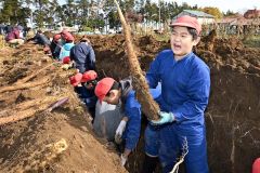 大きなナガイモを折らずに掘り上げる児童（２３日午前１０時ごろ、須貝拓也撮影）