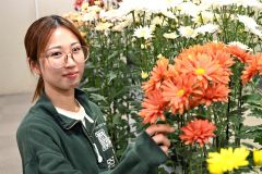 自身が手掛けたスプレー菊の手入れをする豊吉さん（須貝拓也撮影）