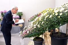 部門ごとに菊花を評価する審査員の池田さん（２４日午前９時ごろ、須貝拓也撮影）