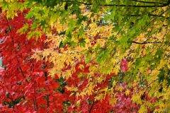 帯広市の真鍋庭園で。塩原真撮影