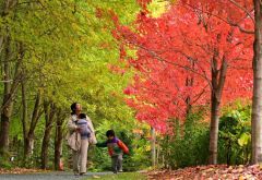 見上げた空を二分する赤色と黄色が奏でる色彩のハーモニー（２１日、帯広市の真鍋庭園で。塩原真撮影）