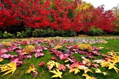 帯広市の真鍋庭園で。塩原真撮影