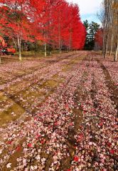 帯広市内で。塩原真撮影