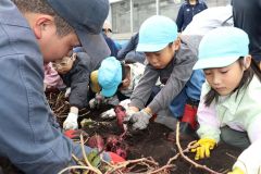 大きなサツマイモにわくわくしながら収穫する園児ら
