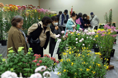 菊花展で「古典菊」などを鑑賞する来場者(助川かおる通信員撮影)