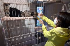 保護した猫は病院で検査などを済ませ、同社の施設で世話を続けている