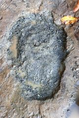 ナウマンゾウの足跡と思われるくぼみ