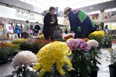 楽器演奏や歌唱、最終日もにぎわい おびひろ菊まつり